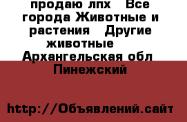 продаю лпх - Все города Животные и растения » Другие животные   . Архангельская обл.,Пинежский 